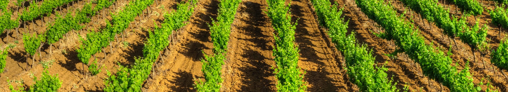 Thau Mediterranean Wineyards