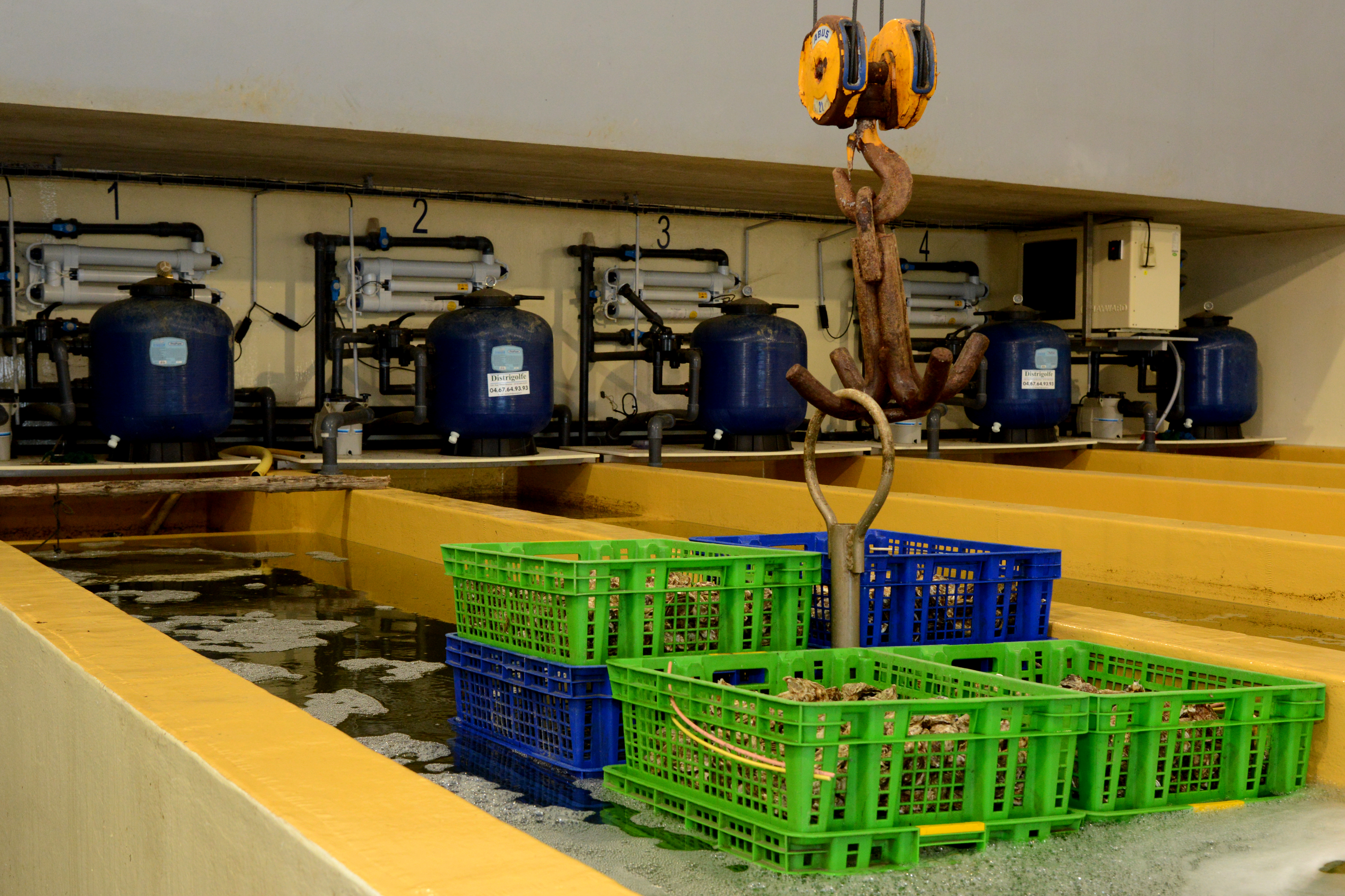 La Noisette d'Oc-Huîtres en bassins de finitions