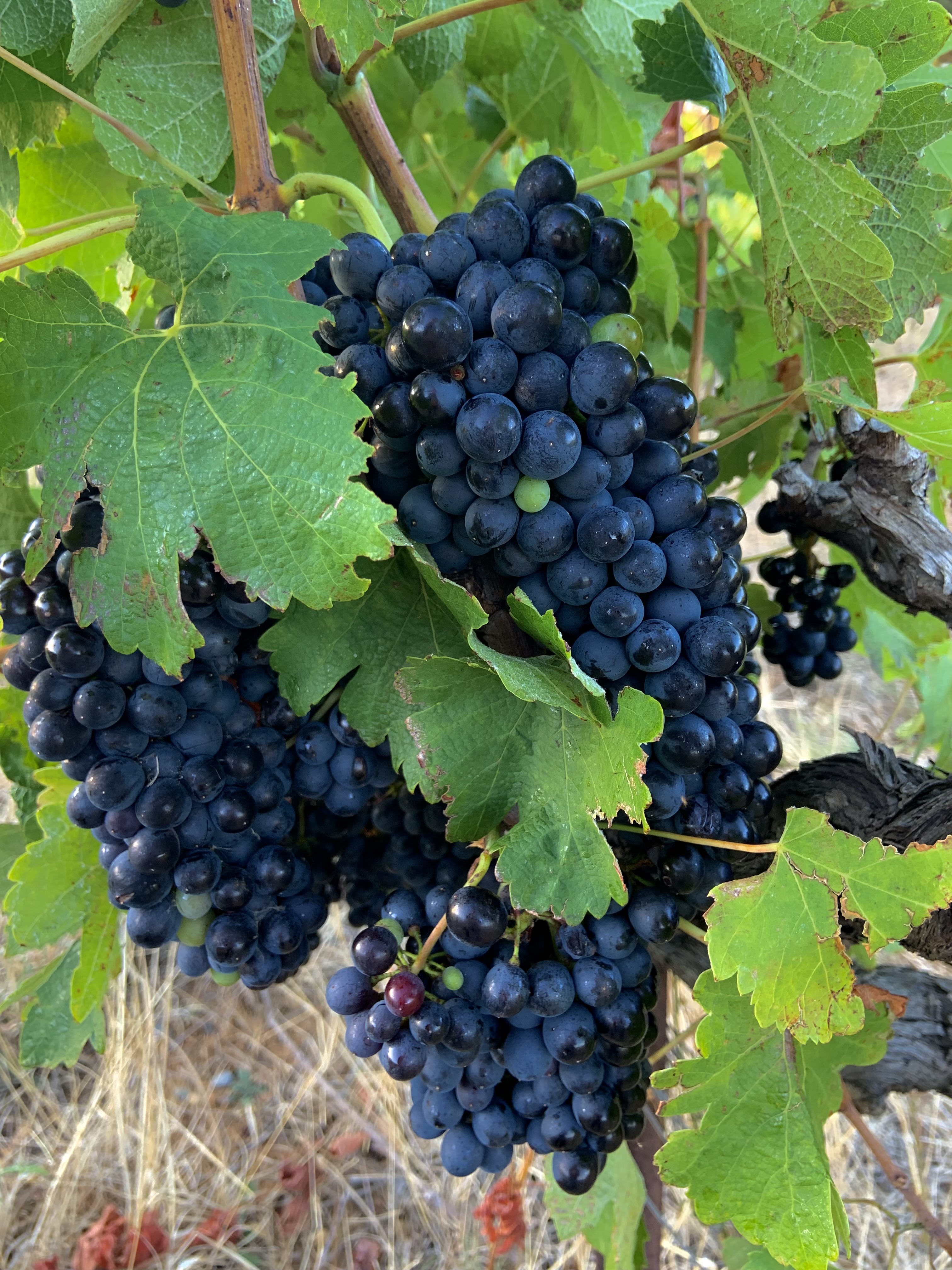 DOMAINE LES 3 MAZETS - LES RAISINS AVANT D'ÊTRE RÉCOLTÉS AUX VENDANGES