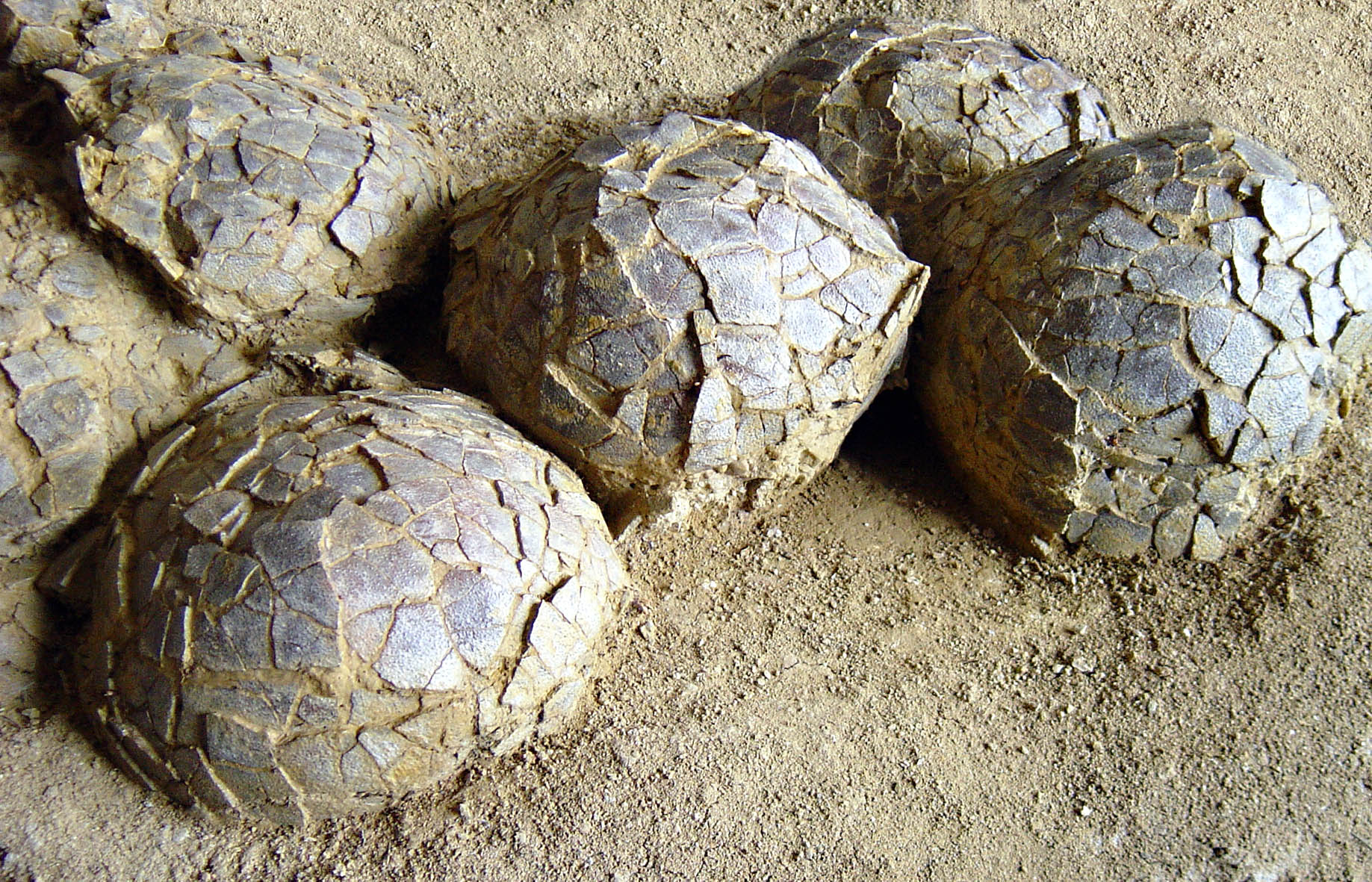 Oeuf de dinosaure herbivore de Mèze