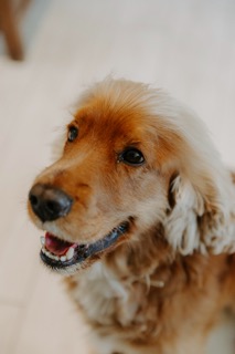 PRESENCES ESSENTIELLES GARDE ANIMAUX VILLEVEYRAC (4)
