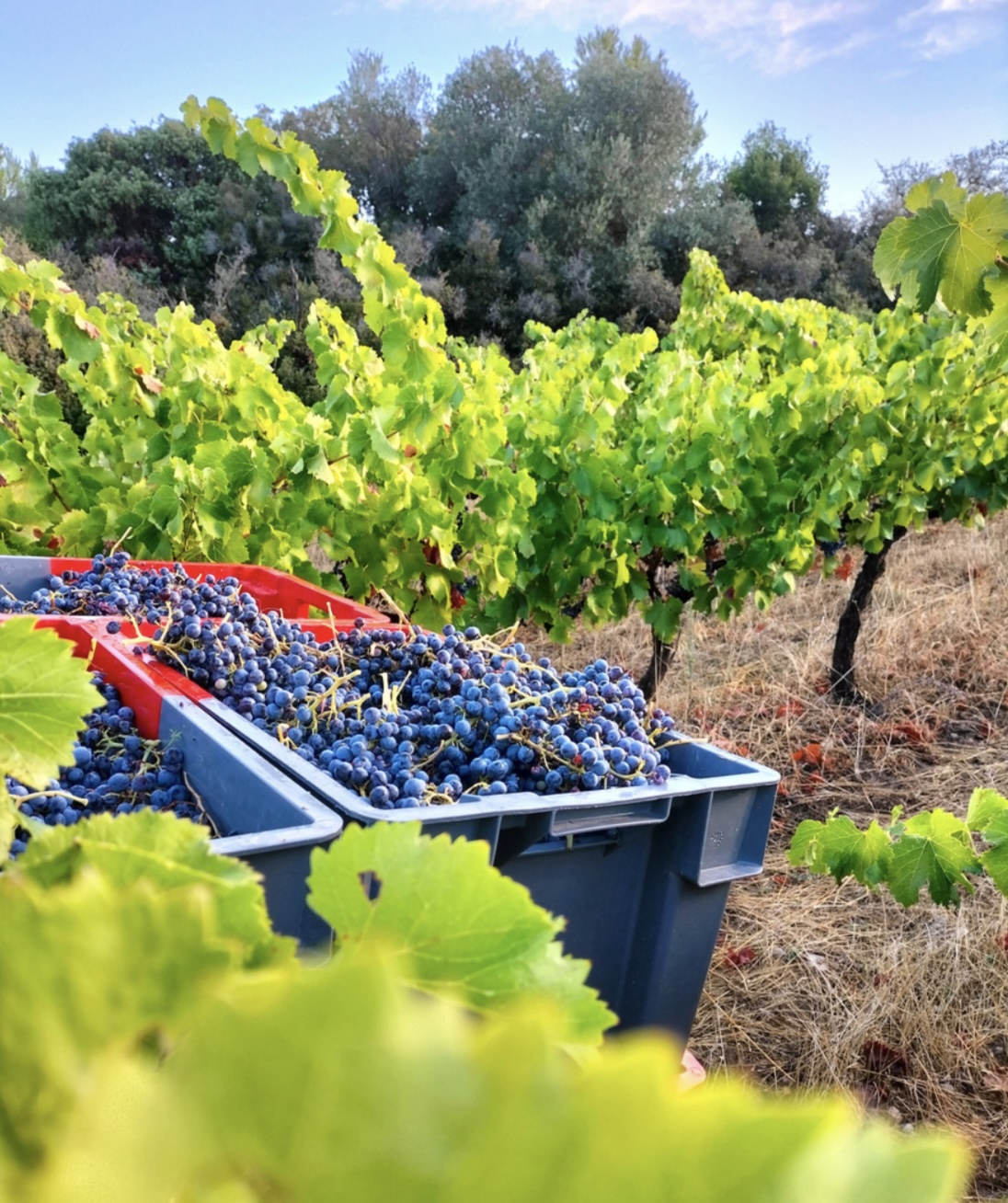 DOMAINE LES 3 MAZETS - VENDANGES
