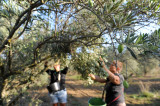 recolte-olives-lucques-m-ricard-ot-thau-20288-1200px-94025