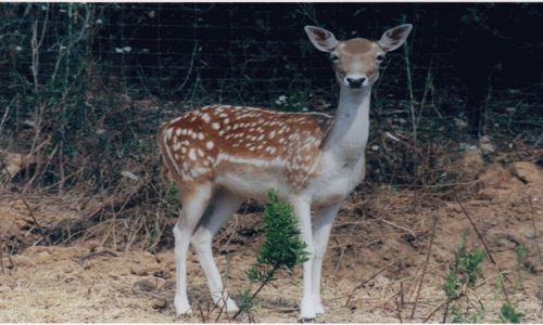 LOILAR0340000013_Zoo de Bouzigues_daim LOILAR0340000013_Zoo de Bouzigues_daim