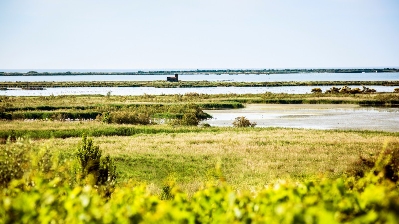 Des vignes Muscat entre terre et eau pg