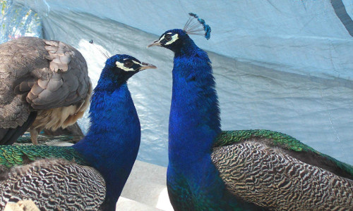 FERME ZOO 5 FERME ZOO 5