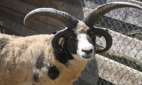 LOILAR0340000013_Zoo de Bouzigues_moufflon LOILAR0340000013_Zoo de Bouzigues_moufflon