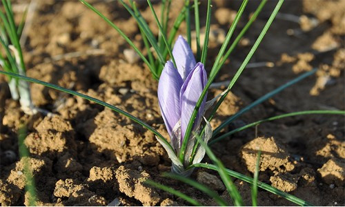 fleur-safran-reduit