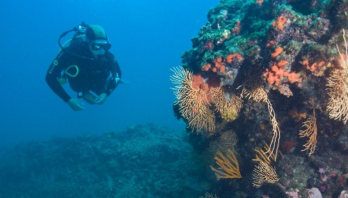 Plongée-passion-coraux