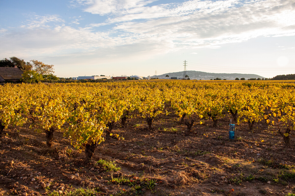 vignes-automne-m-ricard-ot-thau-21020-1200px-94009