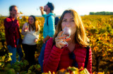 Dégustation de vin et de muscat dans les vignes