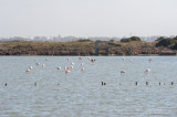 Les anciens salins de Frontignan