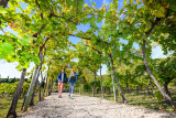 Vignes de l'abbaye de Valmagne