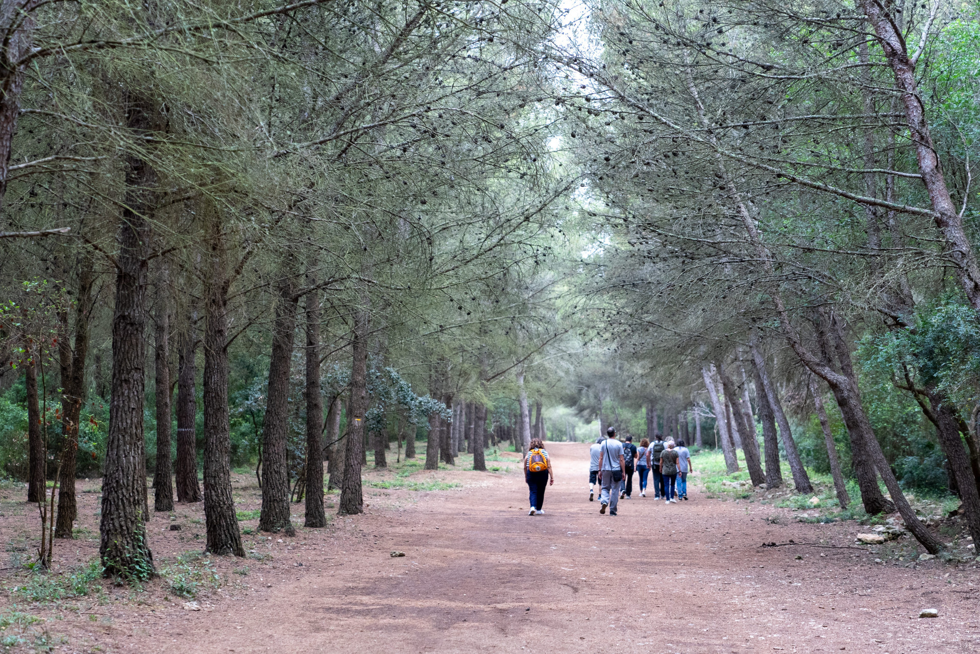 Le bois des Aresquiers