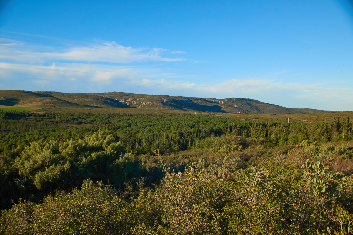 Randonnée à Montbazin