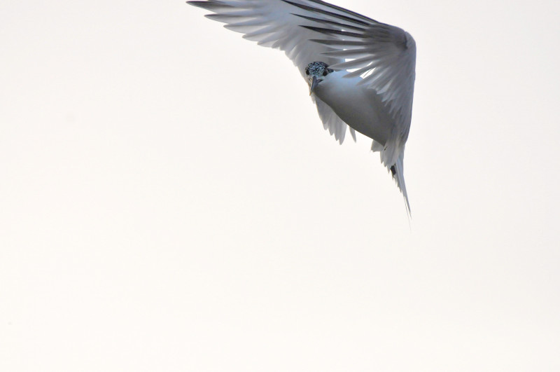 ailes-salins-karl-callwood-iln3h5-by-q-unsplash-10781341