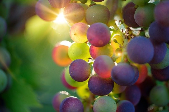 grapes-3550733_640