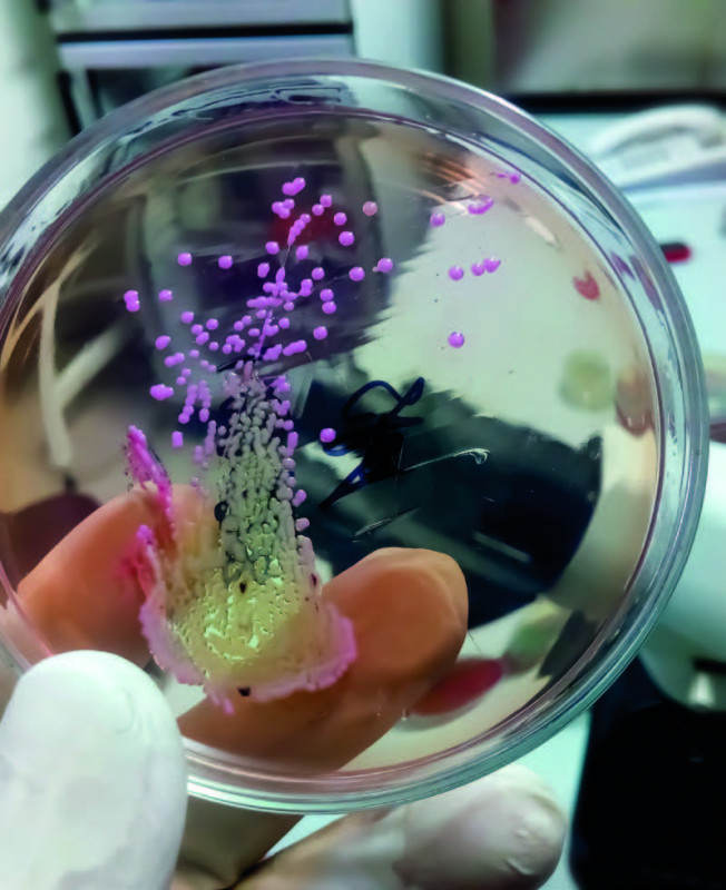 LES ITINÉRANCES DU FESTIVAL DE THAU 2025 : LES BIENFAITS CACHÉS DES MICROALGUES DE L'ÉTANG DE THAU