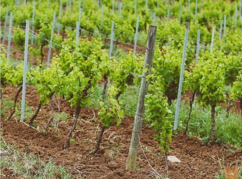 Vignes Abbaye de Valmagne - © C. Baras